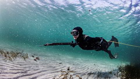 Fordelen med flaskeløs fridykking når man jakter under vann, er at det ikke er noen luftbobler som skremmer fisken. Christine Bendiksen (47), glir fremover over sandbunnen.