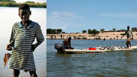 Professor Jeppe Kolding og forskningssjef Tor Næsje mener spredningen av arten niltilapia til stadig flere elver og innsjøer i Afrika, med betydelig norsk bistand, er oppskriften på en miljøkatastrofe. Ung fisker (til venstre) i Øvre Zambezi.