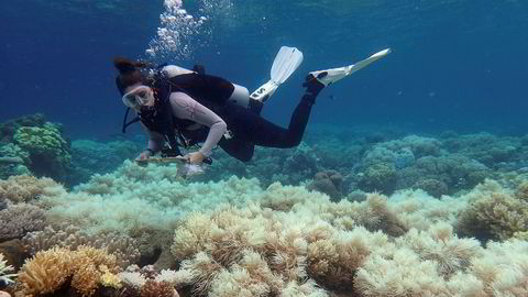 Sol og varmt vann gjør at korallrevene blekner og dør. Livet i havet er avhengig av korallrevene. Forsvinner de forsvinner store mengder fisk og andre arter. Udatert bilde fra Great Barrier Reef publisert av ARC Centre of Excellence for Coral Reef Studies 10. april i år.