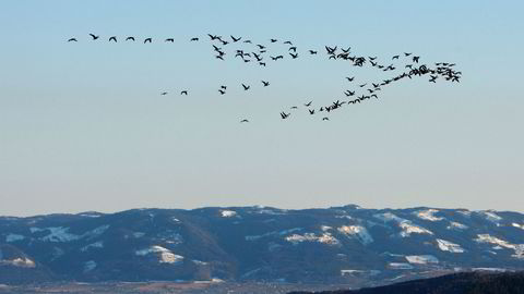 En flokk trekkfugler over Mjøsa ved Hamar, på vei «hjem» for sommeren.