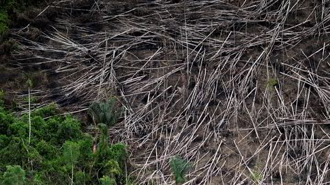 Brasilianske myndigheter jobber for å hindre avskoging. Her et luftbilde av et skogsområde i Novo Progresso i staten Para i nordlige Brasil som har blir utsatt for ulovlig avskoging.
