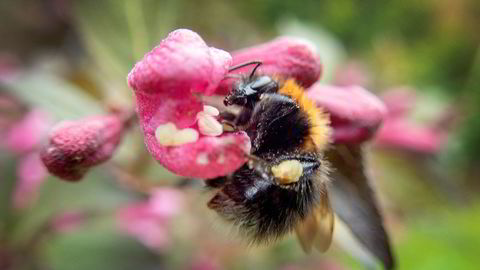 Humle som bestøver blomster.