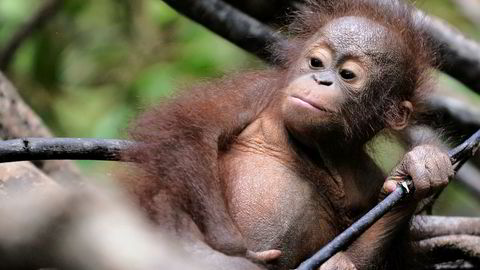 150.000 orangutanger på Borneo er drept siden 1999, ettersom stadig mer regnskog ødelegges for å lage palmeoljeplantasjer