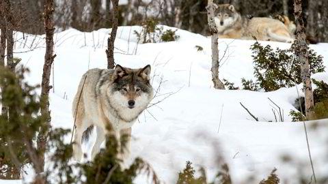 Det er først nå at noen av ulvens venner vil antyde at ulveskaden bør balanseres og mildnes. Regningen for tapt utvikling er stor – og meget krevende å rette opp, skriver artikkelforfatteren.