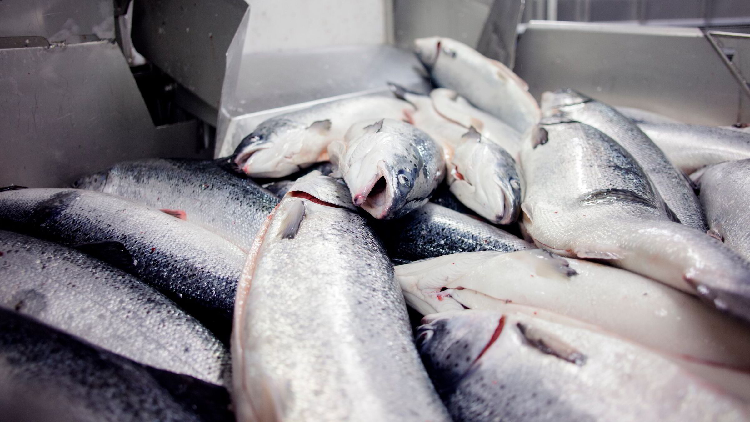 Gigante Salmon gikk over 23 millioner kroner i minus i første kvartal