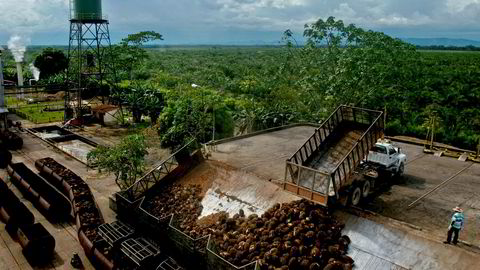 Årlig innhøsting av 1,2 millioner tonn palmefrukt gir 280 millioner liter tradisjonell biodiesel, som er nok til å bytte ut 7,5 prosent av det norske dieselforbruket, skriver artikkelforfatteren. Her fra Cumaral i Colombia.