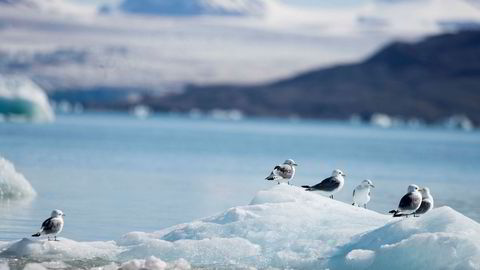 Med fortsatt global oppvarming kan klimatiske forhold som i 2016 bli den nye normalen i Barentshavet noen tiår frem i tid. Her fra Svalbard.