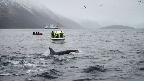 Hval, sild, turister og fiskebåter i Kaldfjorden utenfor Tromsø. Flere konsernsjefer i noen av Nord-Norges største selskaper vil heller satse på fiskeri og reiseliv enn olje.