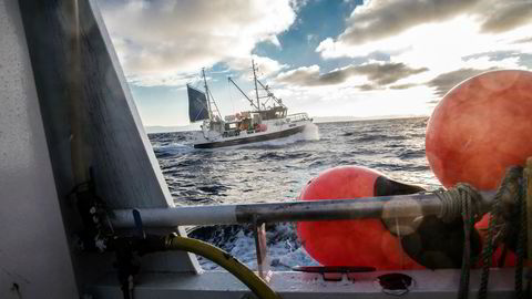 Fiskebåten «Kaja Marie», med fiskerbrødrene Bjørn Tore Rosvoll og Raymond Rosvoll ombord, er på vei for å levere fangsten til Nordvågen.