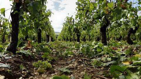 Slik så vinmarken Montee de Tonnerre i Chablis ut etter en ødeleggende haglbyge i 2015. Etter mye dårlig nytt fra den hardt prøvde vinregionen kommer det nå endelig gledelige nyheter.