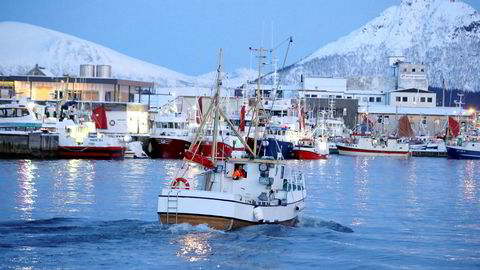 Havforskningsinstituttets utvetydige råd er å ikke åpne «LoVeSe». Området er det viktigste for de norske fiskeriene – og det mest sårbare for oljeutslipp. Her fra Myre i Vesterålen.