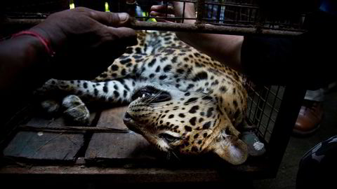 En leopard er på rømmen inne i en bilfabrikk i India. Her blir en annen leopard undersøkt av veterinær, etter å ha blitt funnet og bedøvet i et boligområde i India.