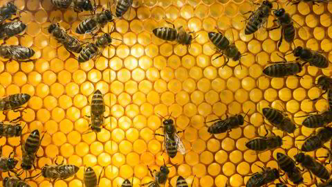 Maskiner kan læres opp til å kjenne igjen bilder av bier med den skadelige parasitten.