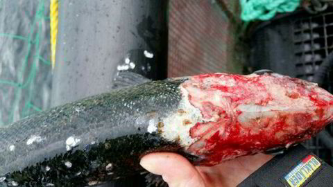 Mattilsynet har anmeldt Lerøy Seafood-selskapet Lerøy Midt og Måsøval Fiskoppdrett til politiet for «alvorlig manglende fiskevelferd» på oppdrettslokaliteter i Frøya. Bildet viser en laks der lus har beitet helt inn til hodebenet på fisken.