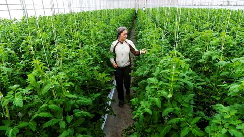 Kristin Bue Jahn (52) dyrker grønnsaker, blant annet tomater, på Hofstad Gård i Asker. For å få driften til å gå rundt er hun avhengig av sesongarbeidere, normalt utenlandsk arbeidskraft. Med stengte grenser må hun tenke annerledes, og forrige uke søkte hun etter hjelp Facebook.