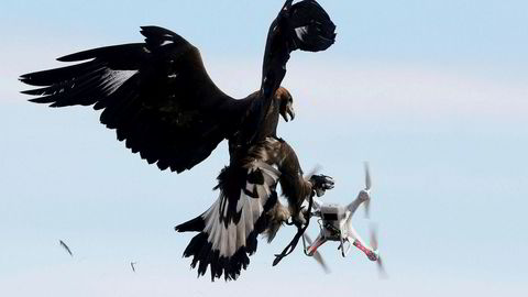 En ørn møter en drone ved en flybase sør i Frankrike.