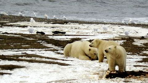 Barack Obama setter foten ned for ny oljeleting iarktiske farvann. Bildet viser en isbjørn og to unger ved kysten av Beauforthavet ved nasjonalparken Arctic National Wildlife.