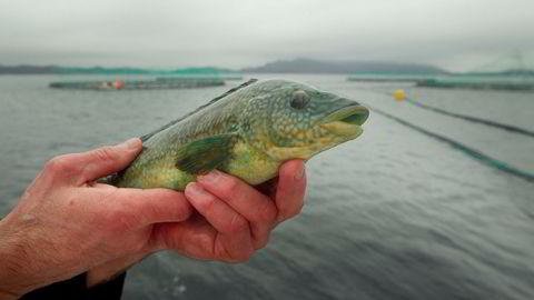 Fiskeriminister Per Sandberg har gitt vel 200 fiskere etter leppefisk (berggylt på bildet) til bruk i oppdrettsanleggene kvoter de nå omsetter for millionbeløp.