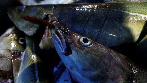 Norsk fiskerinæring opplever rekordvekst.