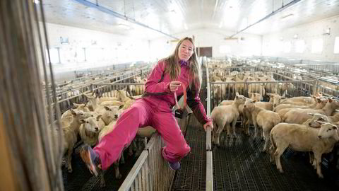 Daglig leder Marit Mjøen Solem i Findmysheep har 25.000 beitedyr som er utstyrt med elektronisk bjelle. – En beitesesong koster 175 kroner per dyr. Noen sier en sau ikke er så mye verd, men det handler om hvor mye man verdsetter å bruke tid på å lete etter dem, sier Solem.