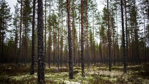 Bare 2,4 prosent av trærne i norsk skog er eldre enn 160 år, skriver artikkelforfatteren.