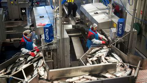 Slakting og filetering av laks ved Marine Harvest sitt anlegg på Eggesbønes.