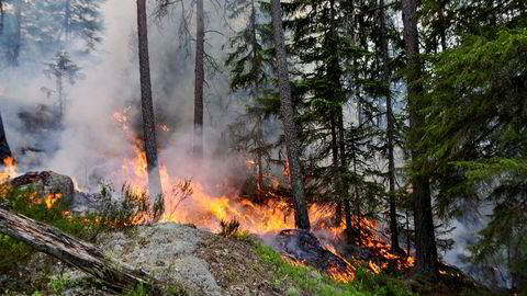 Ukontrollerte branner utgjør en stor samfunnsrisiko, og skogbranner frigjør store mengder CO2. Er det mulig å redusere brannrisikoen i produksjonsskogen dersom klimaet blir varmere?