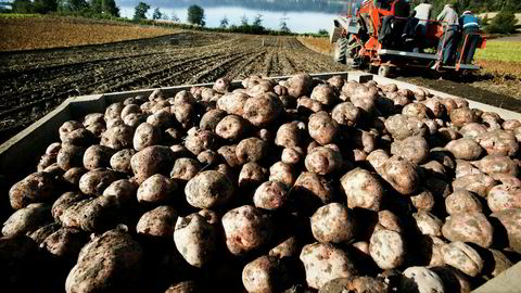 Regjeringens forslag til jordbruksoppgjør kan føre til at norsk potetspritproduksjon går til grunne.