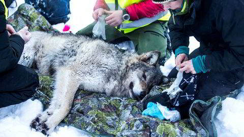 Selv om det vanskelig lar seg dokumentere at ulven er en trussel mot mennesker, er nok frykten berettiget mange steder i Hedmark, skriver artikkelforfatteren. Her fra merking av ulv i Slettås-området i Trysil.