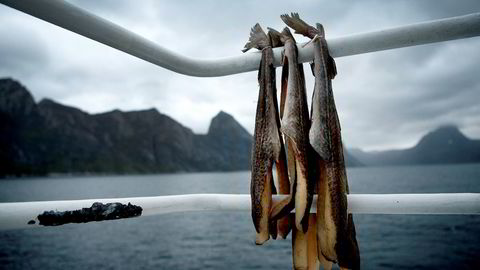 Innen oppdrett handler det om biologisk kontroll over store områder. Innen fisk generelt handler det om kontroll over hele verdikjeden for å sikre høy kvalitet helt frem til middagstallerkenen. Havfisk-oppkjøpet er ett eksempel, sier forfatteren.