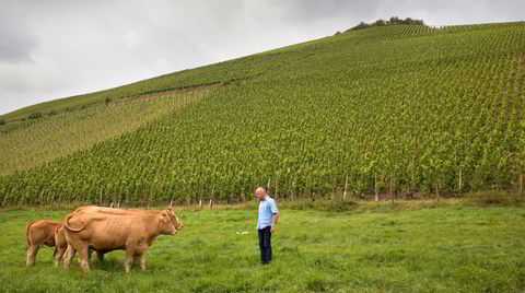 Egon Müller lager ingen tørre rieslinger fra GG-marken Scharzofberg. Men det er det flere andre produsenter som gjør.