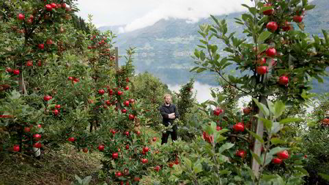 Rødt som tyttebær. – Når vi får fart på markedet, er det ikke nok epler i Hardanger, sier eplebonde og siderprodusent Olav Bleie