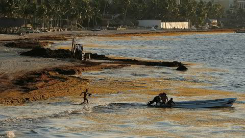 Illustrasjonsbildet viser sjøgress på Playa Del Carmen i Mexico, et fenomen som regelmessig oppstår i området.