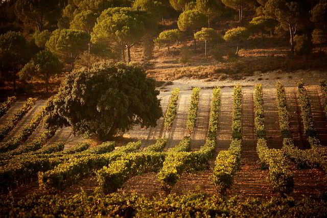 Sicilias storhet. Lang lagring og nøye utvelgelse av druer fra gamle planter resulterer i viner med en eksepsjonelt god lagringskapasitet. En Vega-vin fra et godt år smaker stort sett best etter 30–40 år.