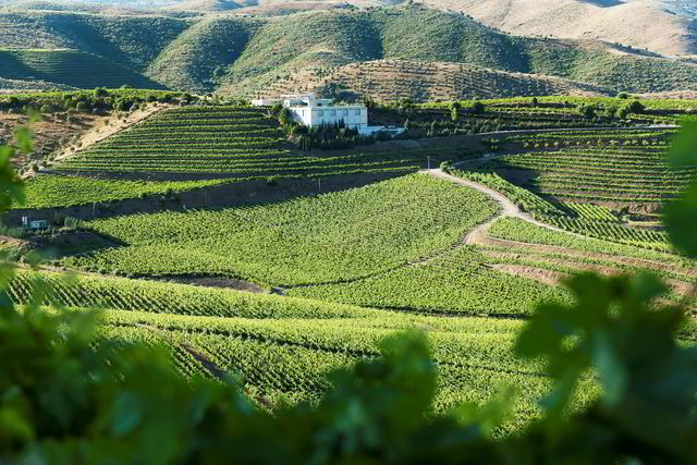 Hovedeiendom. Det er fra disse vinmarkene på Quinta da Leda druene til vinen Barca Velha kommer fra.