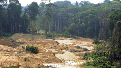 Økt bruk av biodrivstoff kan bli katastrofalt for regnskogen hvis man ikke unngår bruk av palmeolje, viser ny rapport.