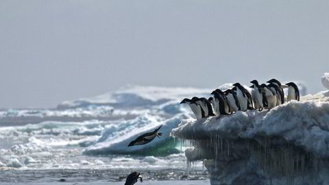Adélie-pingviner stuper fra isen på Danger Islands i Antarktis. Totalt er et oppdaget 1,5 millioner av dem på stedet.