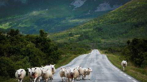 Sauen går fritt langs veien mellom Andenes og Nordmela. DN burde heie på beitebasert kjøttproduksjon, mener artikkelforfatterne.