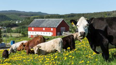 Blir flere. Ammekyr beiter gjerne i inn- og utmark – og raper mye metan.