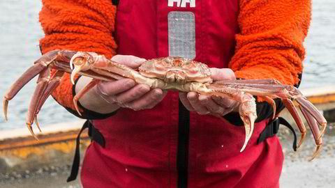 EU mener europeiske fartøyer har rett til å fange like mye snøkrabbe utenfor Svalbard som norske fartøyer. Harde konfrontasjoner er i vente. Foto: Terje Bendiksby / NTB scanpix