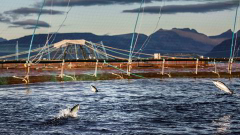 Her er et av Lerøys anlegg på Kågen ved Skjervøy i Nord-Troms.