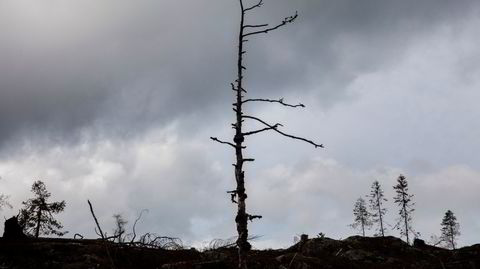 Flatehugsten. Hugstflate fra et område rundt Follsjå i Telemark. I deler av Europa er denne hugstformen erstattet med mer naturnære måter å hugge skog på.