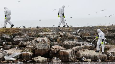 Fugleinfluensa har tatt livet av tusenvis av krykkjer i Finnmark den siste tiden. Måkearten var allerede hardt presset før sykdommen rammet.